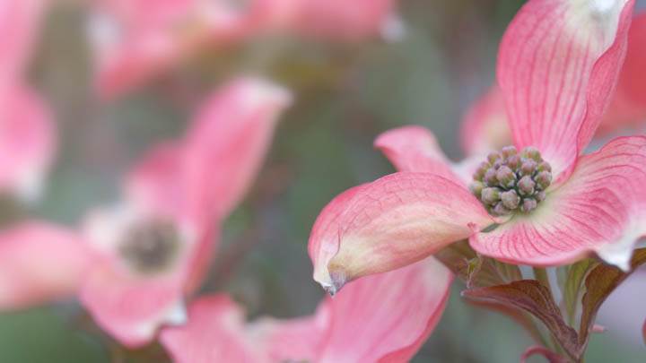 Pink Dogwood Blossoms