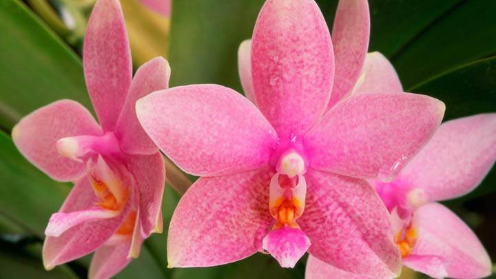 Pink Orchids