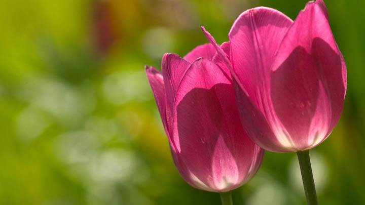 Two Pink Tulips Closeup Picture