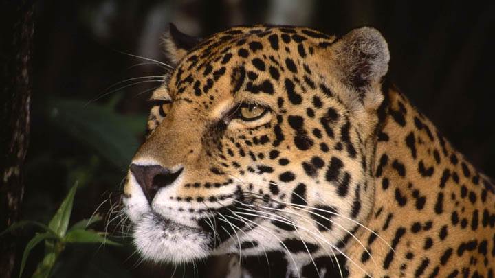 Profile of a Jaguar