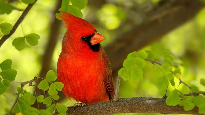 Red Cardinal