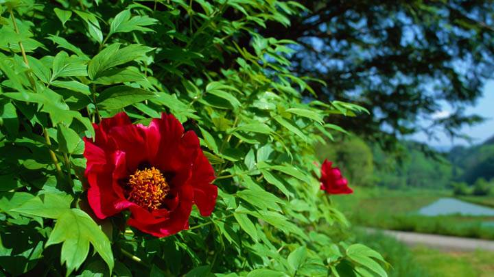 Red Flower on a Green Tree Near Lake