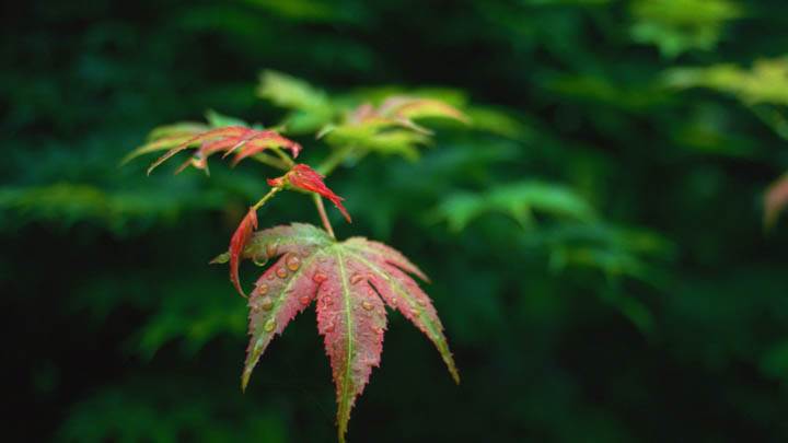 Red Green Leaves In Morning Water Drops