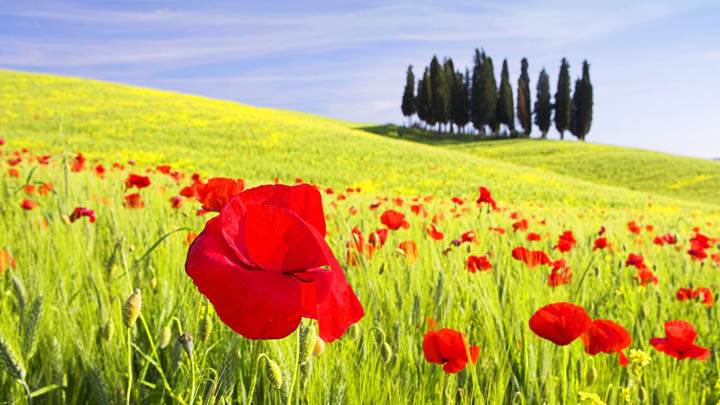 Red Poppies, Tuscany, Italy