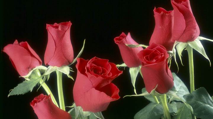 Bunch of Red Roses