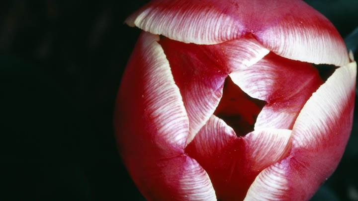 Red Tulip From Above
