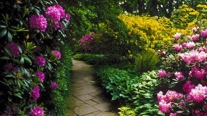 Rhododendrons, Berggarten, Hannover, Germany