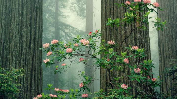 Rhododendrons in Bloom, Redwood National Park, California