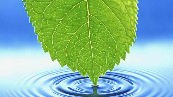 Grean Leave & Water Ripples