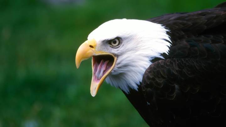 Screaming Eagle
