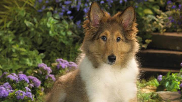Sheltie Puppy