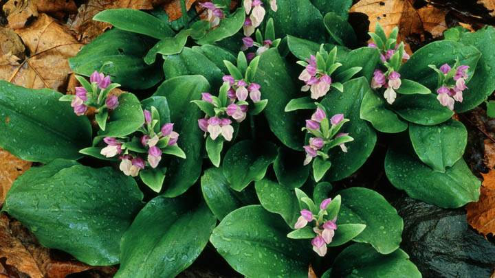 Showy Orchis in Bloom, Great Smoky Mountains National Park, Tennessee