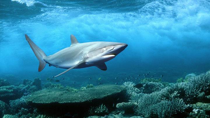 Silky Shark, Red Sea, Egypt