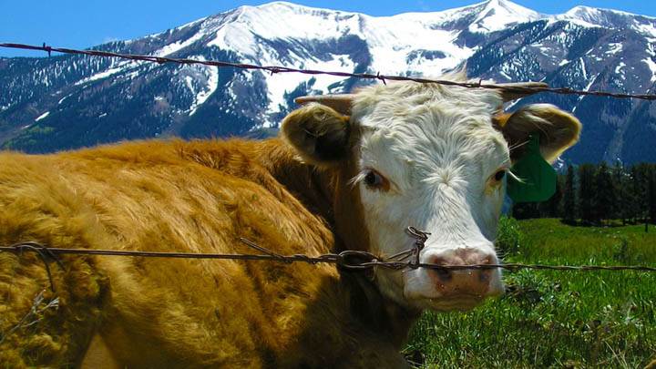 A Cow Near Mountains