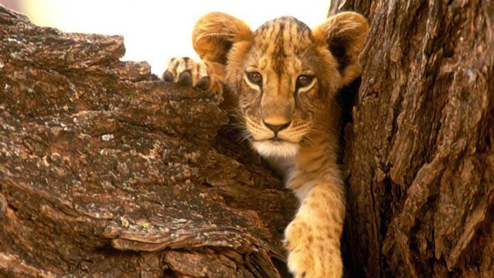A Furry Friend Lion Cub