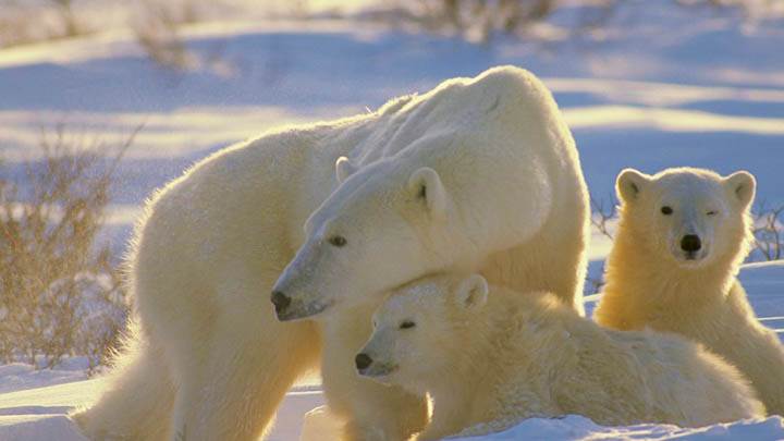 A Mother’s Special Touch