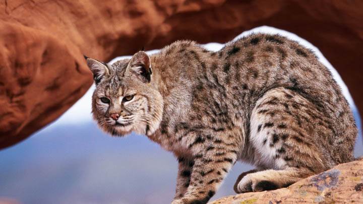A Watchful Bobcat