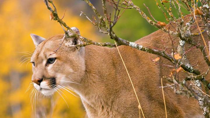 A Watchful Cougar Montana Cheetah