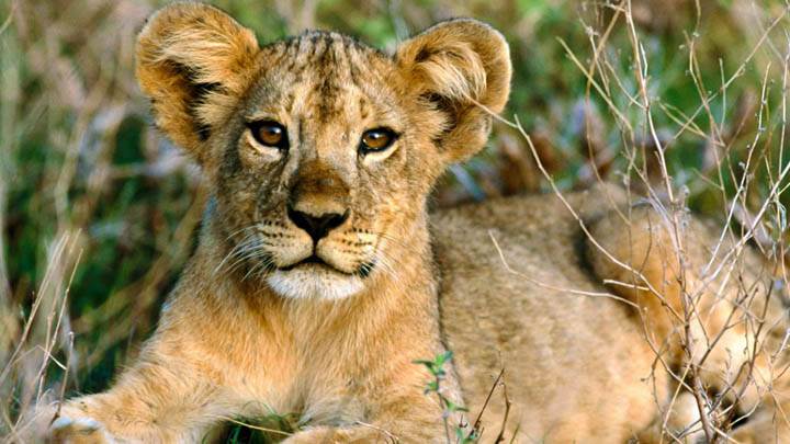 African Lion Cub Relaxing Africa