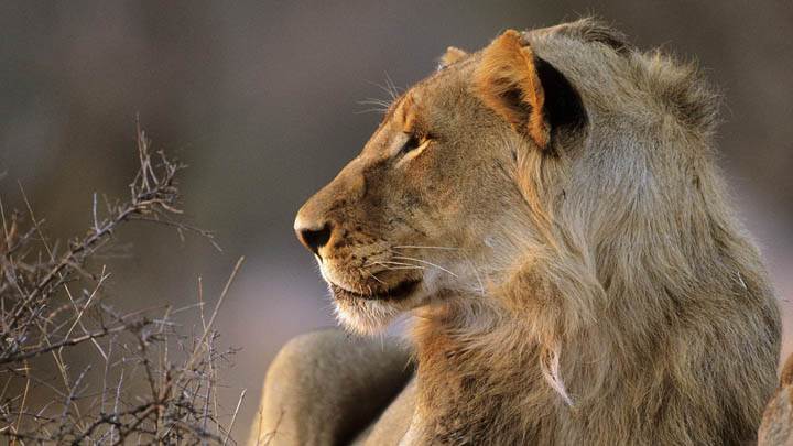African Lion, Kruger National Park, South Africa