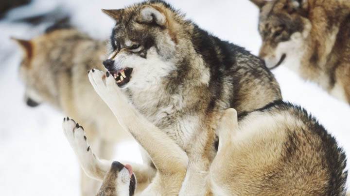 Angry Wolves