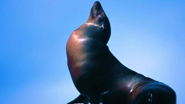 Basking, California Sea Lion