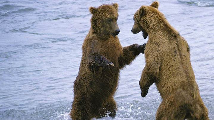 Bear Boxing
