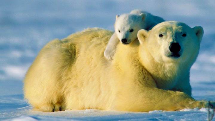 Bear Hug