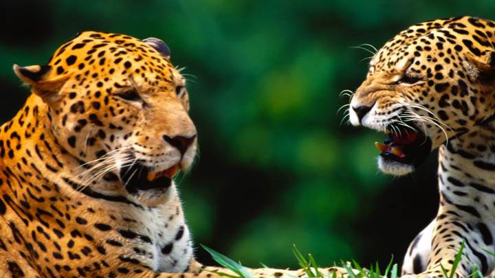 Being Catty Jaguars
