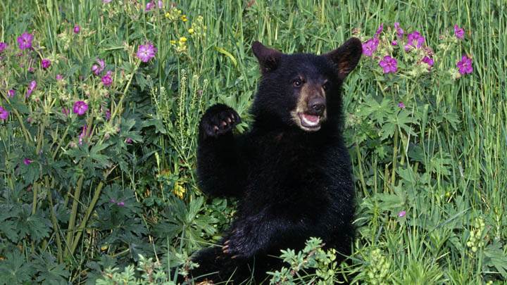 Black Bear Cub in Wildflowers
