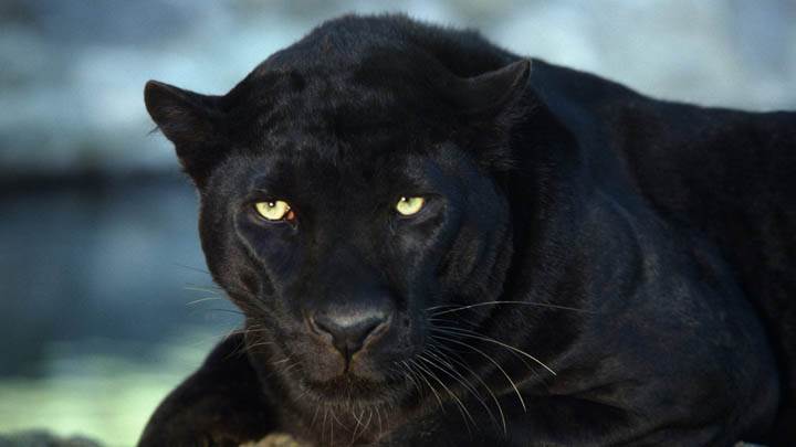 Black Leopard