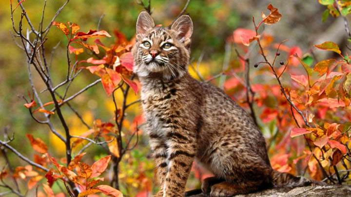 Bobcat Kitten