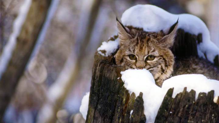 Bobcat Kitten, Flathead Valley, Montana