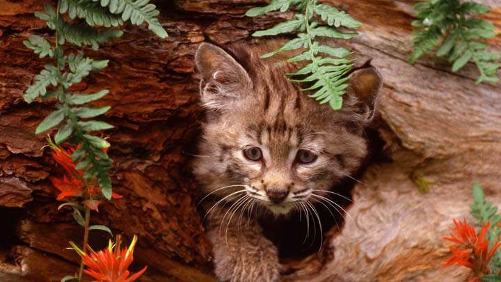 Bobcat Kitten In Hollow Log