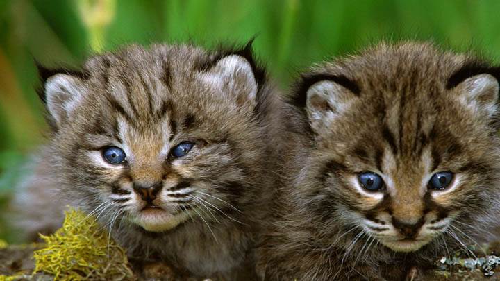 Bobcat Kittens