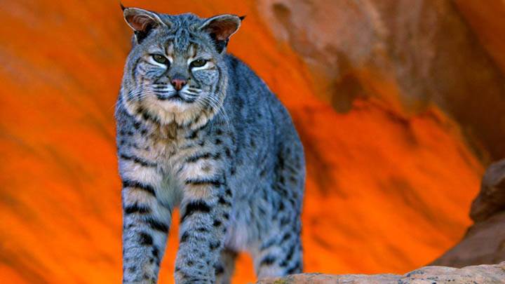 Bobcat, Utah