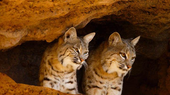 Bobcats, Tucson, Arizona