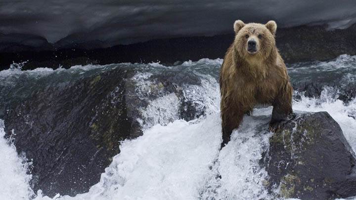 Brown Bear Foraging for Salmon, Kamchatka, Russia