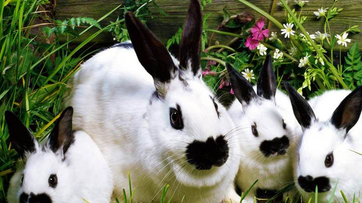 Bunch O’ Bunnies