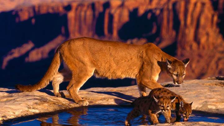 Canyon Cougars