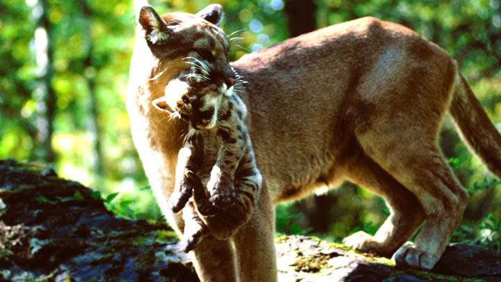 Carried Away, Mountain Lions