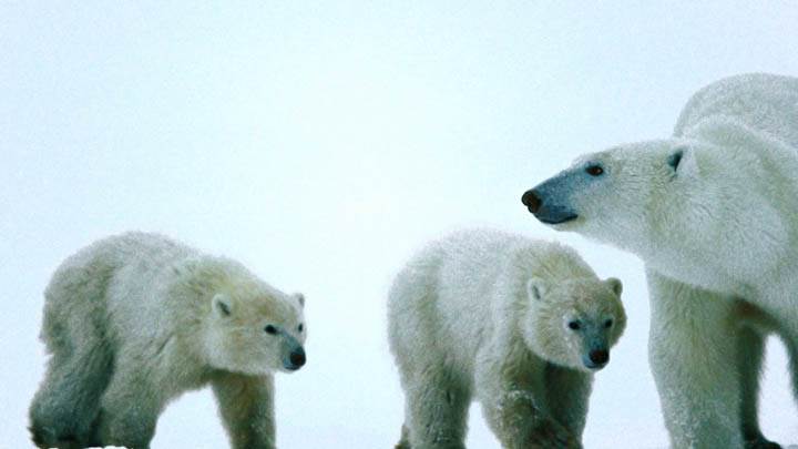 Catching Up Polar Bears