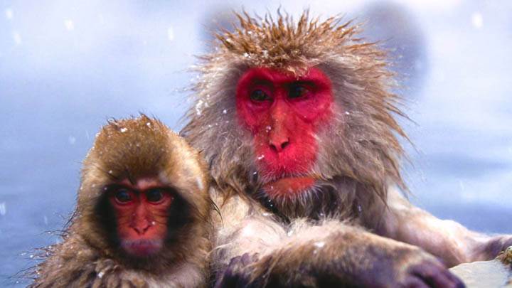 Chilly, Japanese Snow Monkeys