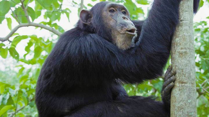 Chimpanzee, Gombe National Park, Tanzania