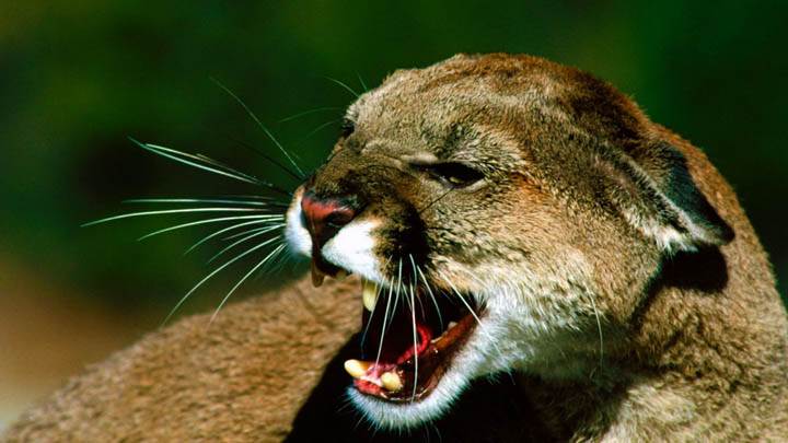 Close Snarl Cougar