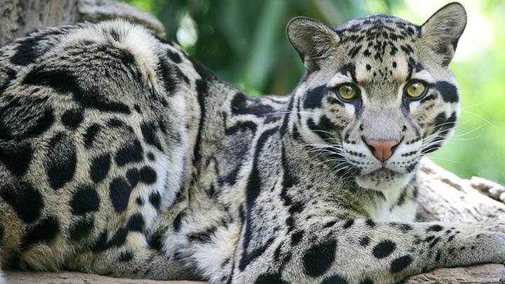 Clouded Leopard, Nashville Zoo at Grassmere