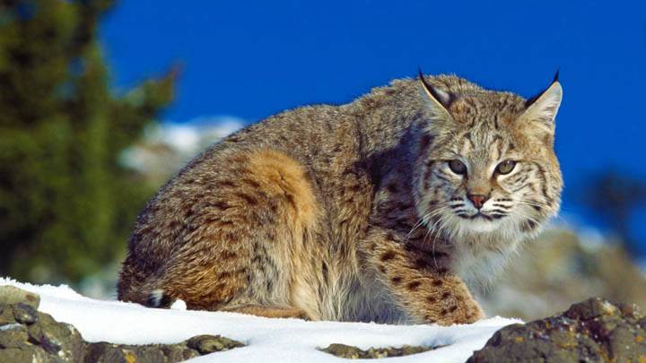 Cold Stare, Bobcat