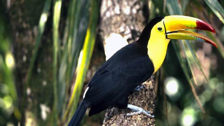 Colorful Toucan