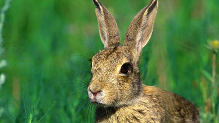 Cottontail Rabbit