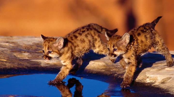 Cougar Cubs